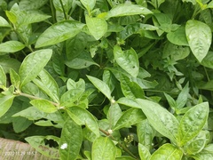 Alternanthera halimifolia