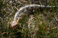 Tiliqua nigrolutea