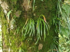Haplopteris
