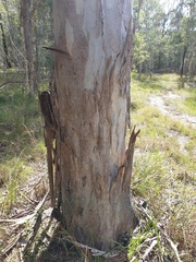 Eucalyptus tereticornis