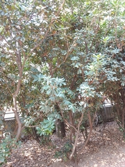 Pittosporum tobira