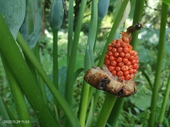 Alocasia macrorrhizos