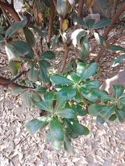 Pittosporum tobira