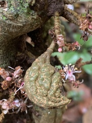 Cynometra cauliflora