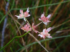 Xanthosia atkinsoniana