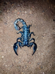 Sahyadrimetrus