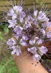 Phacelia