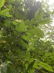 Cynometra cauliflora