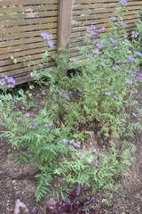 Phacelia