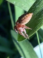 Opisthoncus quadratarius