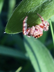Opisthoncus quadratarius