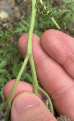 Phacelia