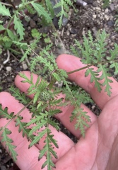 Phacelia