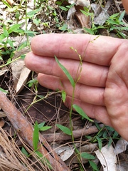 Ottochloa gracillima