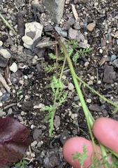 Phacelia
