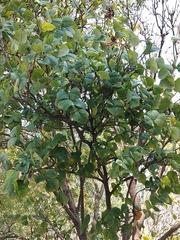 Erythrina americana