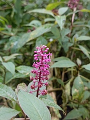 Phytolacca rugosa