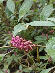 Phytolacca rugosa