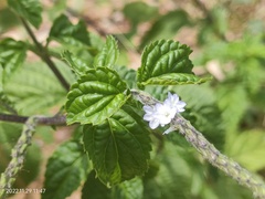 Stachytarpheta cayennensis