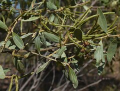 Acacia stipuligera