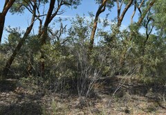 Acacia stipuligera