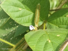 Calopogonium mucunoides