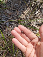 Corymbia trachyphloia