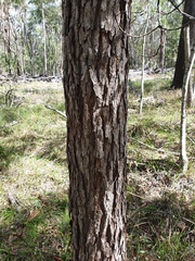 Corymbia trachyphloia