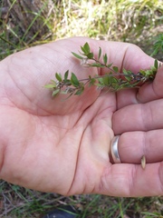 Leptospermum trinervium