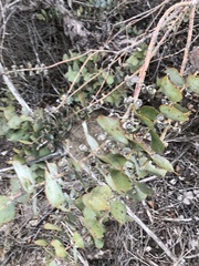 Eucalyptus pulverulenta
