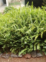 Nephrolepis cordifolia