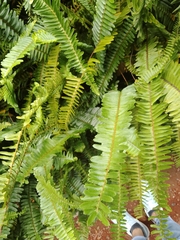 Nephrolepis cordifolia