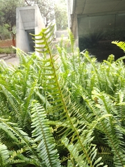 Nephrolepis cordifolia