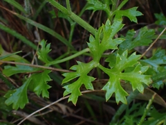 Xanthosia atkinsoniana