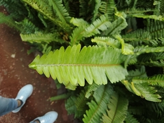 Nephrolepis cordifolia