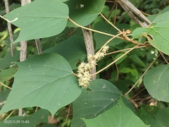 Mallotus paniculatus