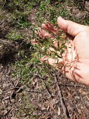Leptospermum trinervium