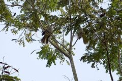 Pycnonotus zeylanicus