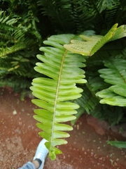 Nephrolepis cordifolia