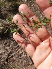 Leptospermum trinervium