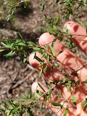 Leptospermum trinervium