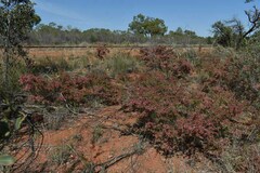 Calytrix microcoma