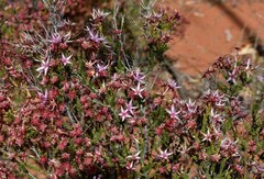 Calytrix microcoma