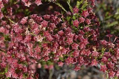 Calytrix microcoma
