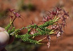 Calytrix microcoma