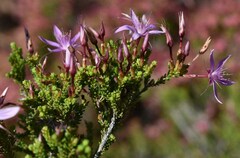 Calytrix microcoma