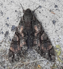 Cocytius antaeus