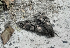 Cocytius antaeus
