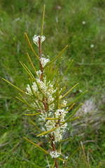Hakea