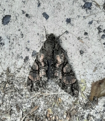 Cocytius antaeus